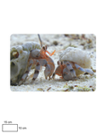 Load image into Gallery viewer, Hermit Crab Encounter
