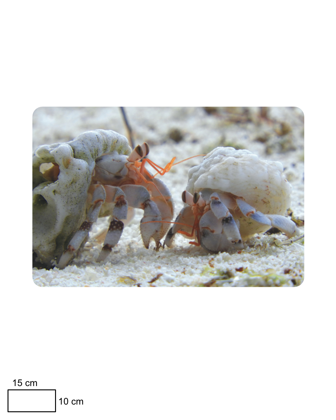 Hermit Crab Encounter