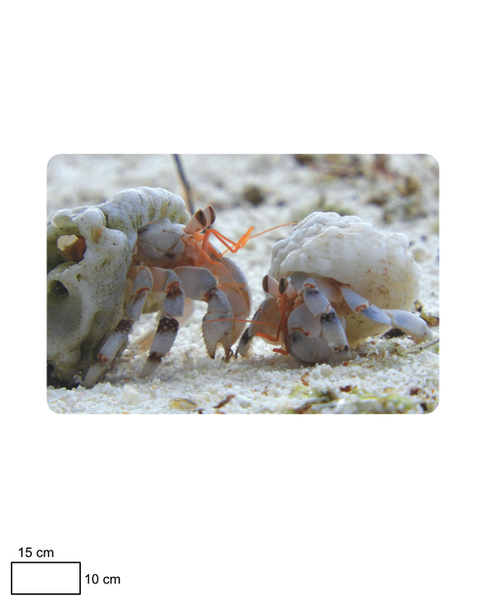 Hermit Crab Encounter