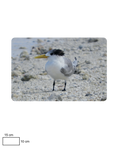 Load image into Gallery viewer, Bird by the Sea
