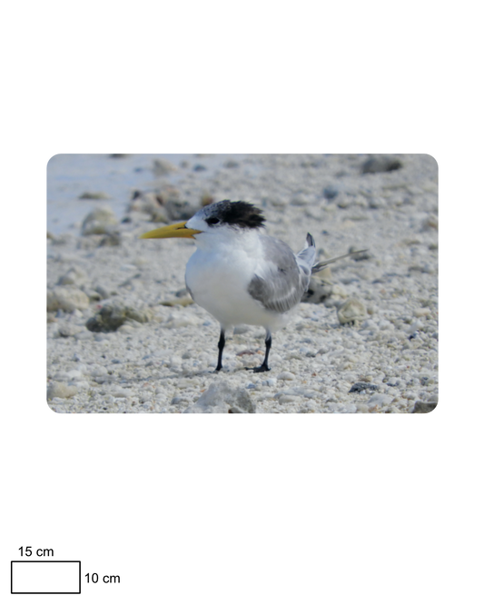 Bird by the Sea