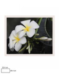 Load image into Gallery viewer, Fragrance of Frangipani
