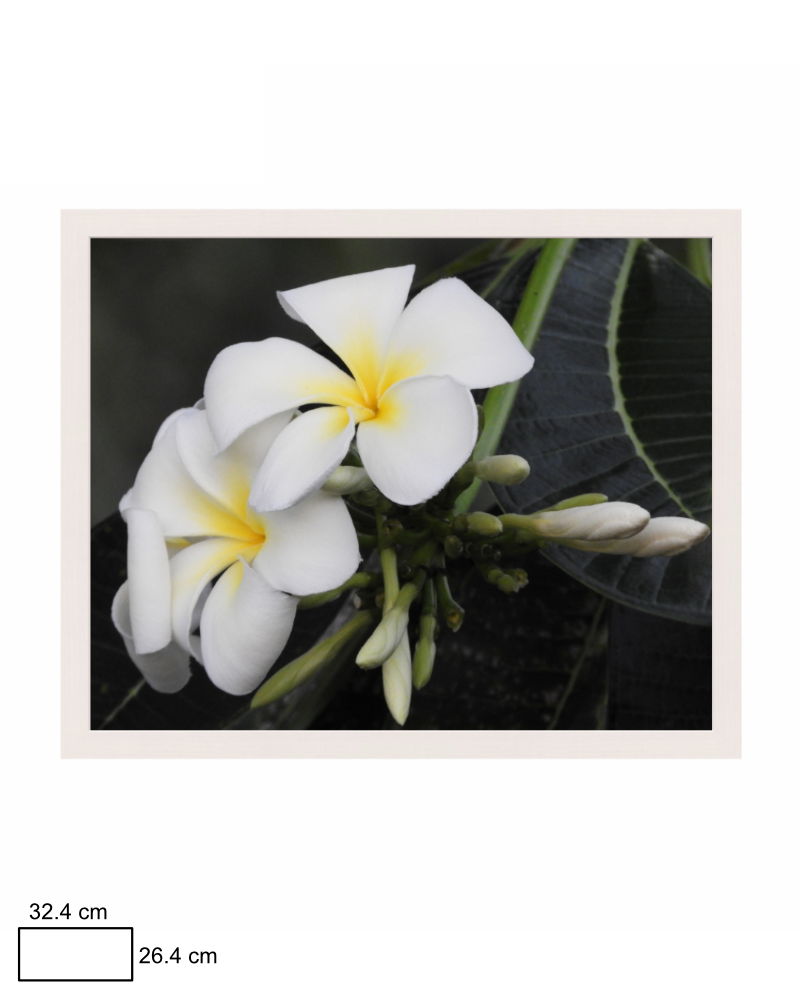 Fragrance of Frangipani