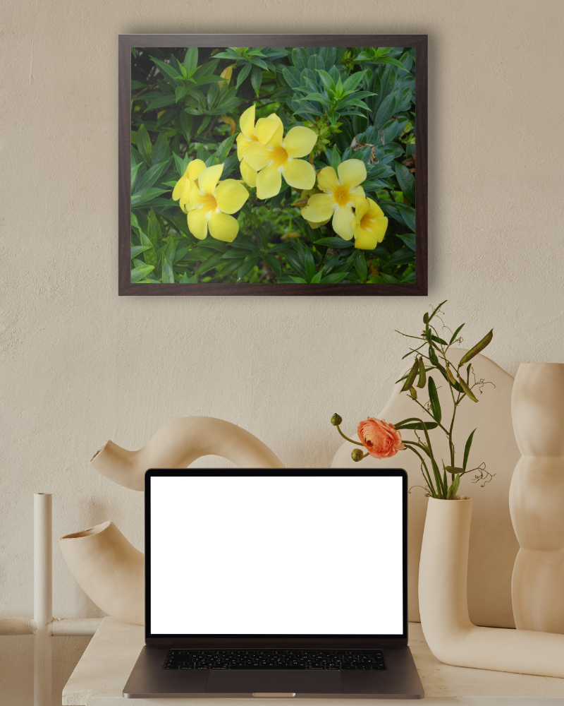 Allamanda's Allure