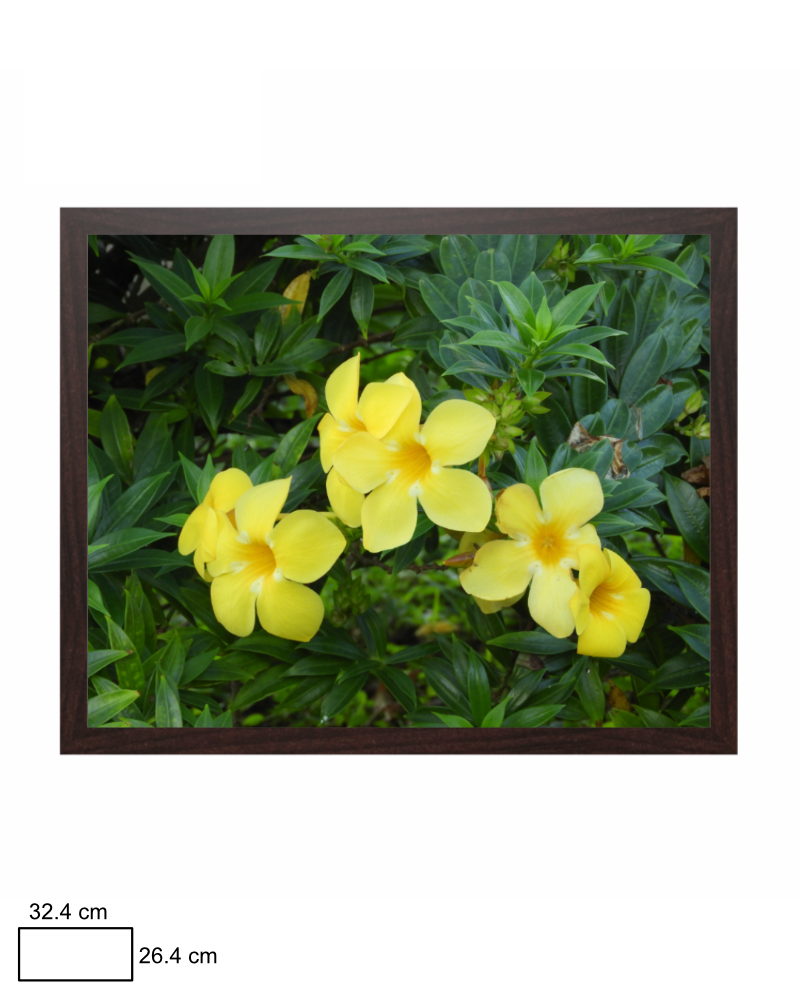 Allamanda's Allure