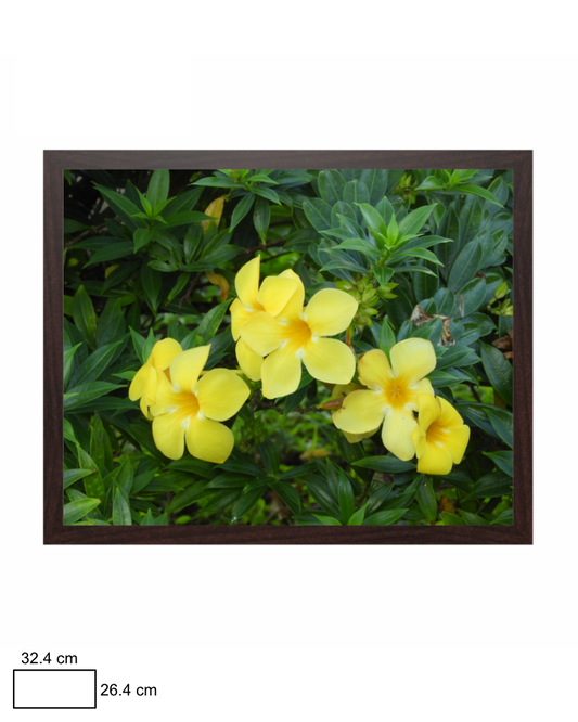 Allamanda's Allure