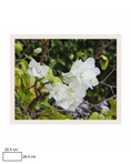 Load image into Gallery viewer, Bougainvillea Brilliance
