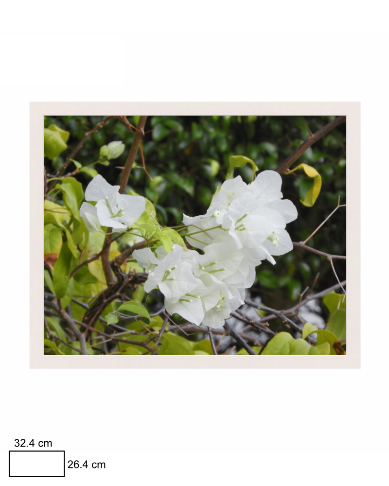 Bougainvillea Brilliance