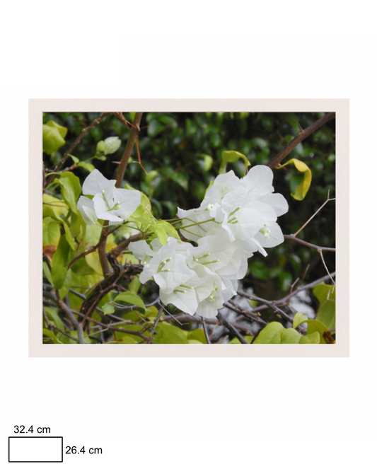 Bougainvillea Brilliance