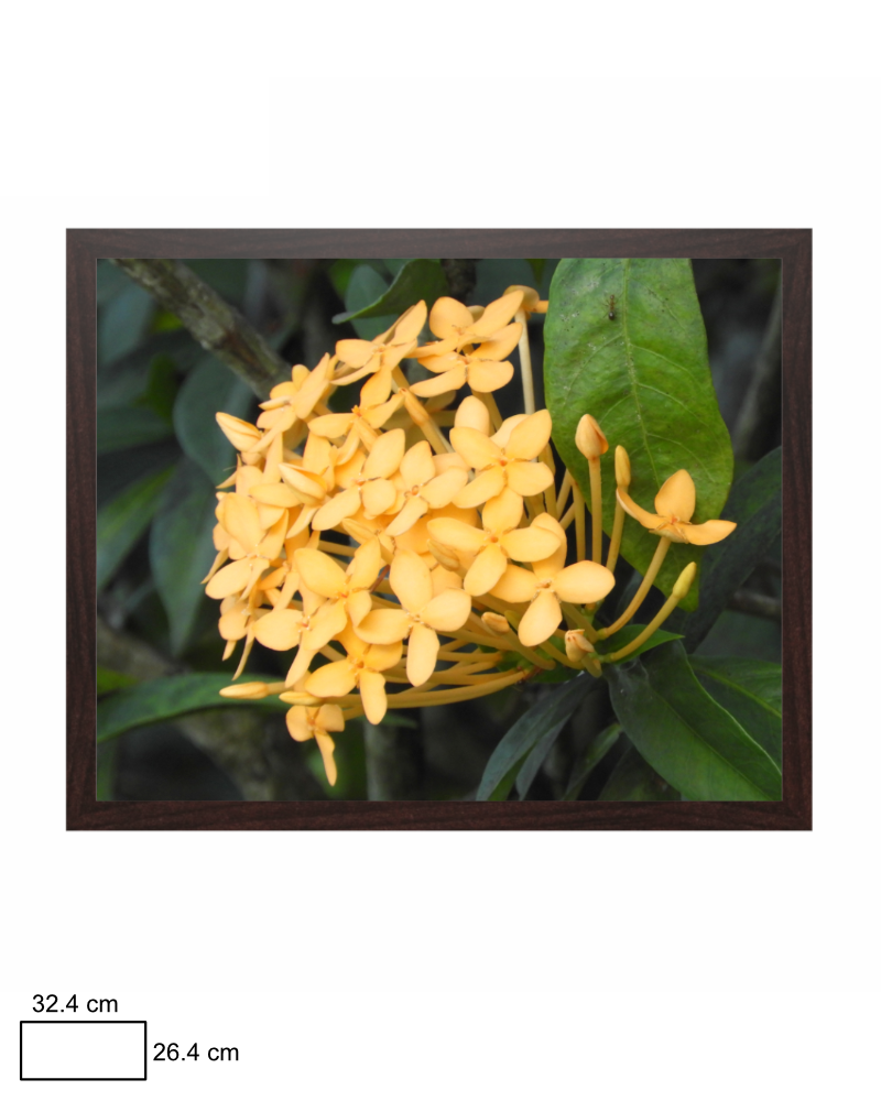 Ixora's Glow