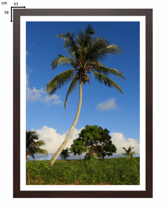 Coconut Colossus